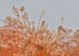 Pleuroflammula ragazziana